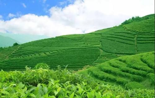 高智能土壤养分速测仪