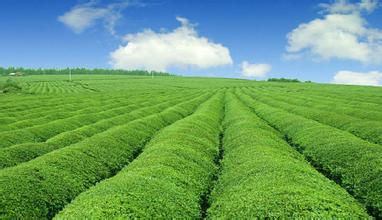 土壤养分检测仪