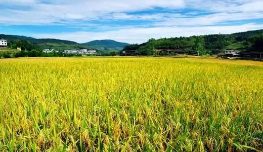 肥料养分测试仪