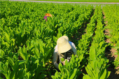 土壤养分测量仪