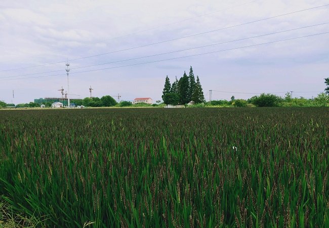 测土配方施肥仪