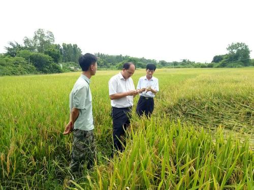 土壤肥料养分速测仪